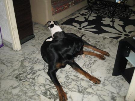 Bouba et Hélios